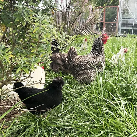 Maisonnette - La Clochette