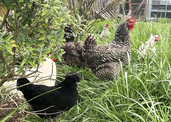 Maisonnette - La Clochette